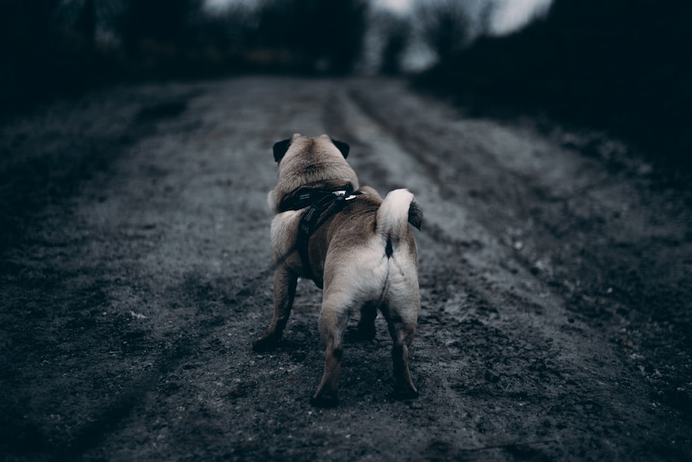 Fawn Pug na rua