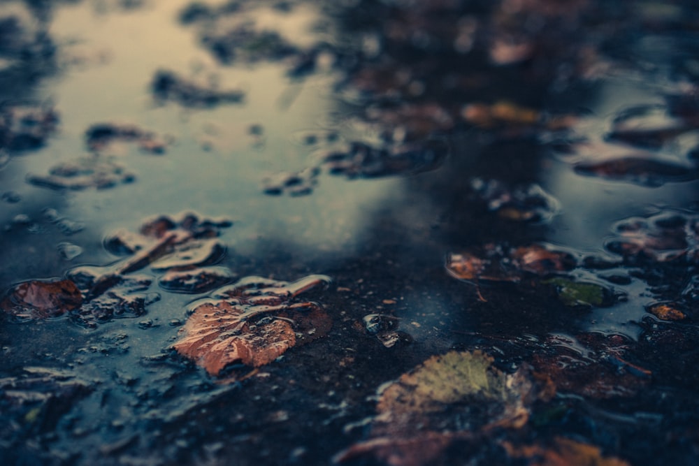 withered leaves floating on body of water