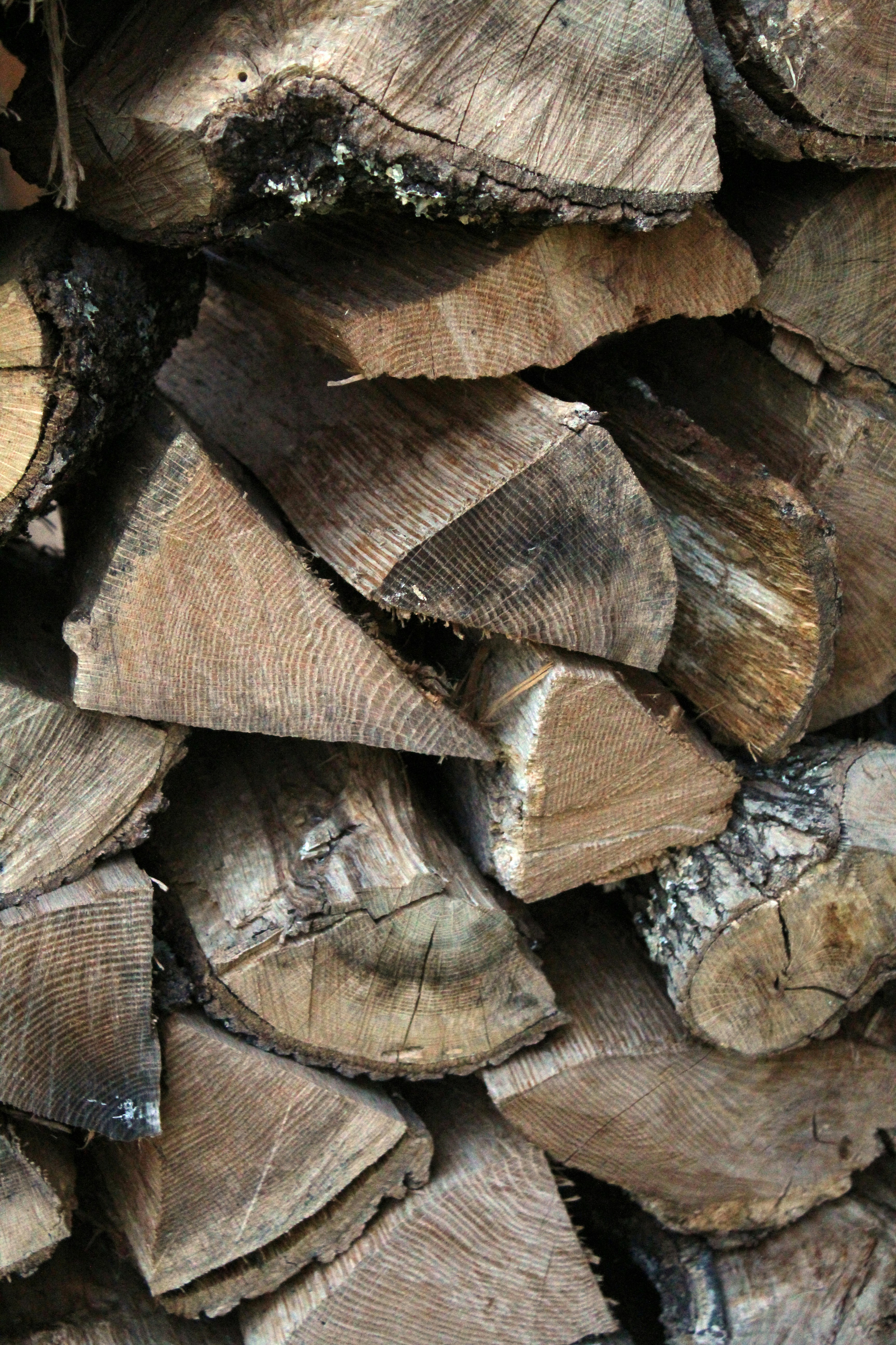 Flowers and Nature | 10 best free flower, outdoor, garden and