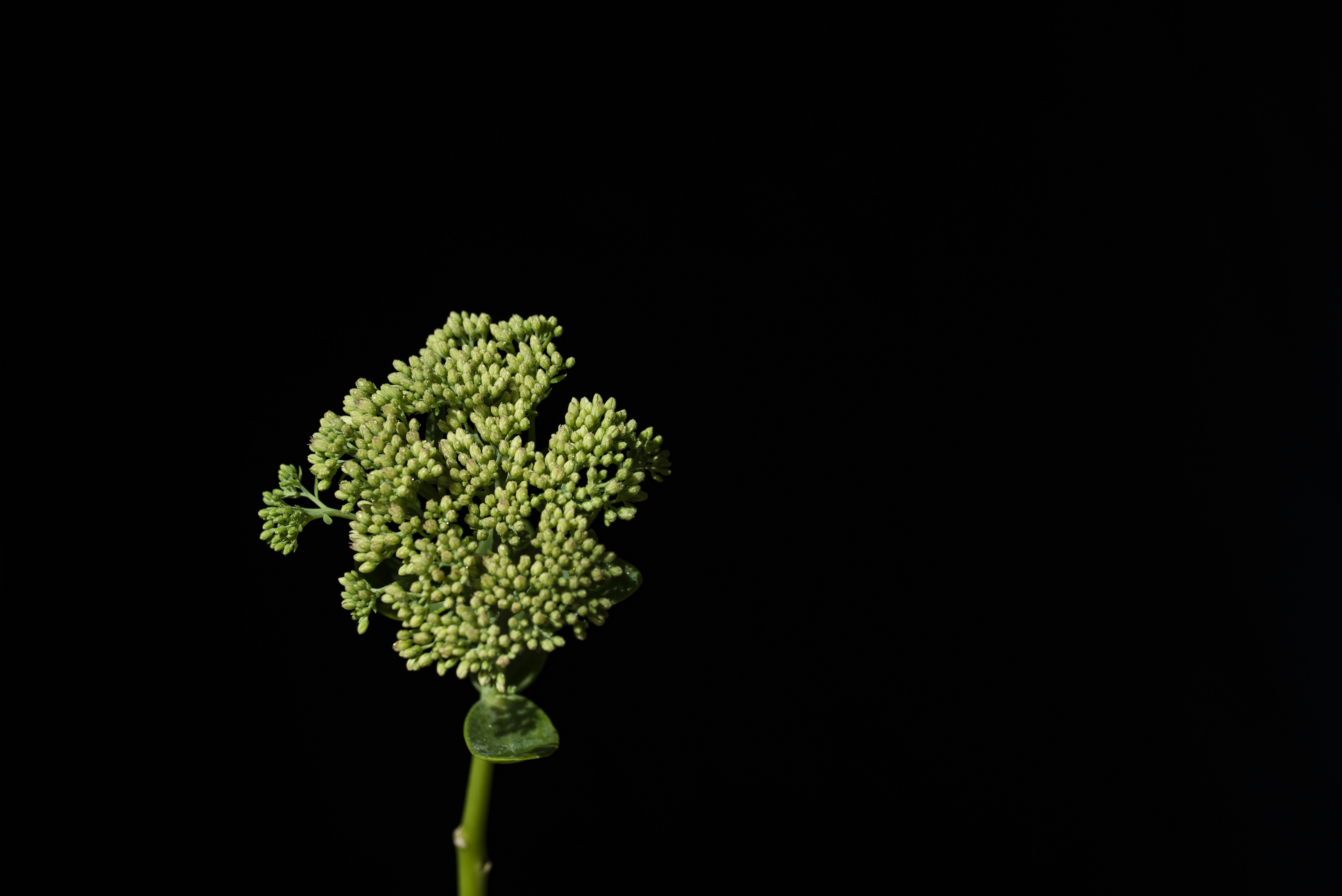 green clustered flower with black background