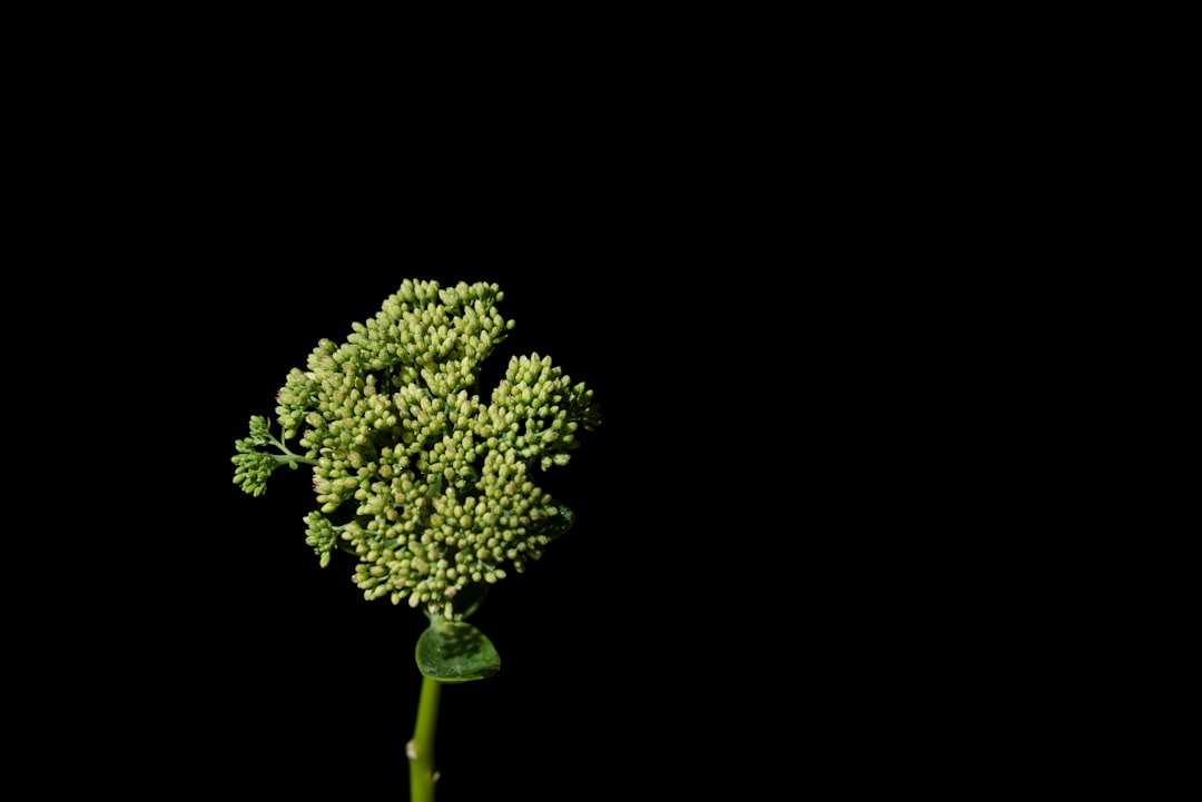 green clustered flower with black background