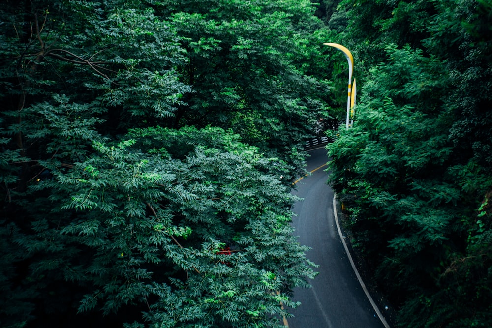 gray concrete road surrounded by trees