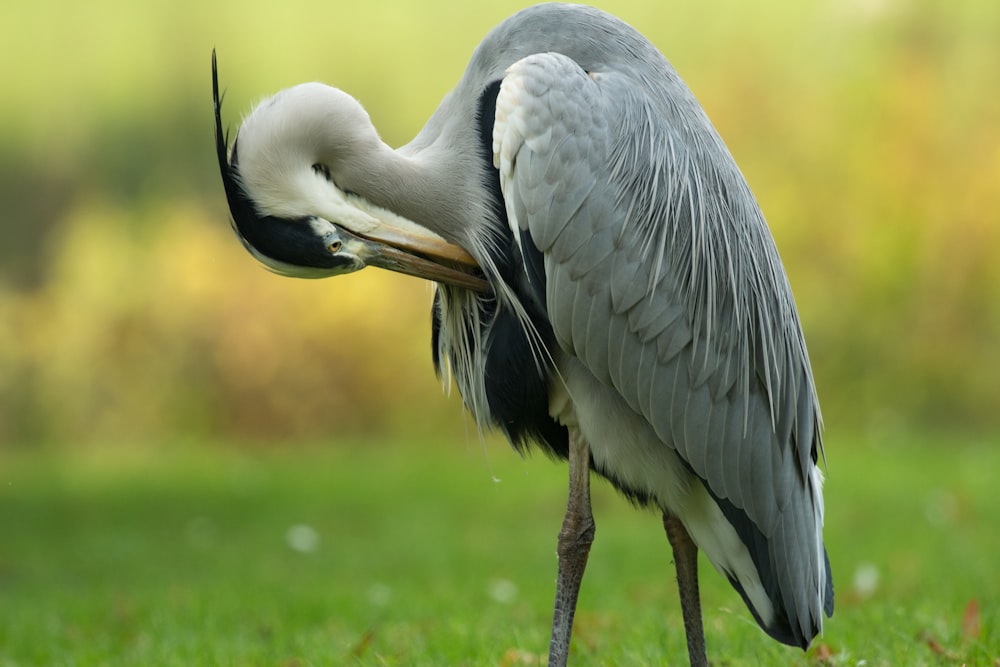 focus photography of long-beaked and long-legged gray bird