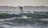 A person is surfing on a hydrofoil surfboard, gliding over the waves with a silhouetted figure against a backdrop of distant trees and a dimly lit sky.