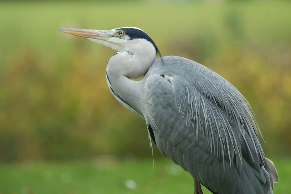 gray and white crane bird