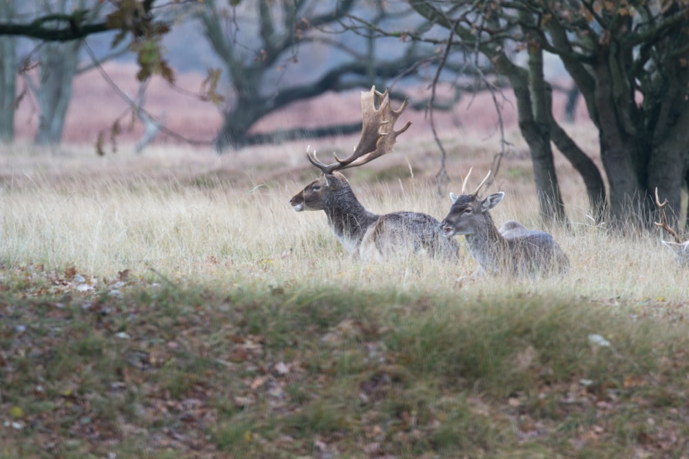 two brown Deer standing on grass near tree