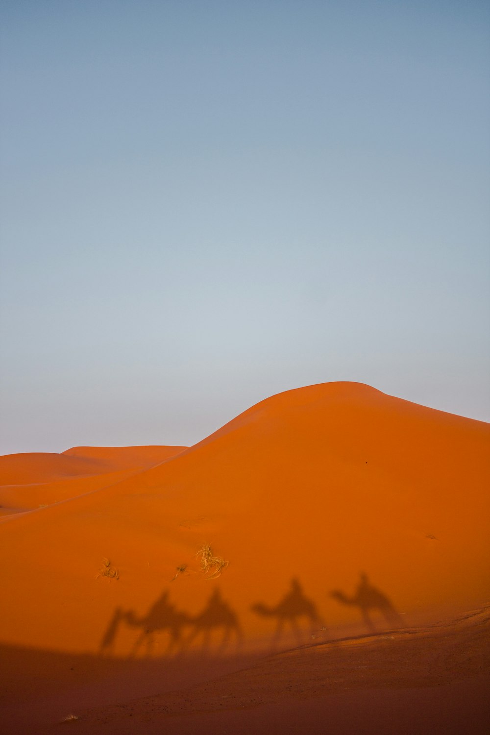 shadow of camel in desert under blue sky