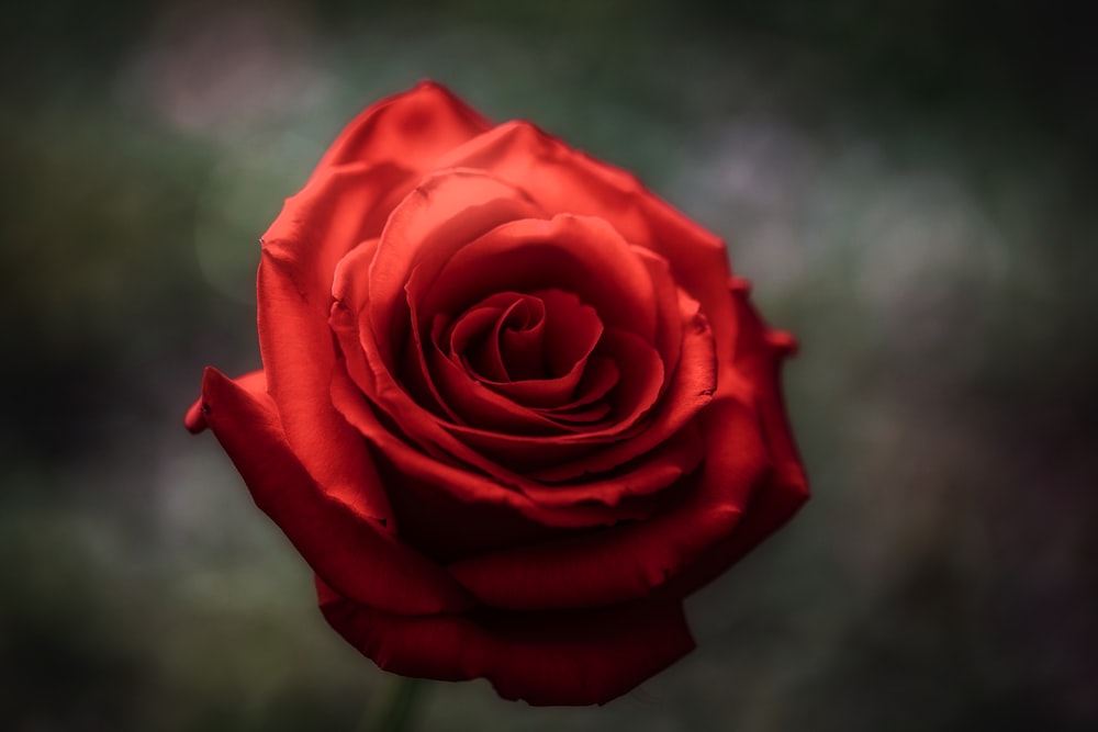 selective focus of red rose