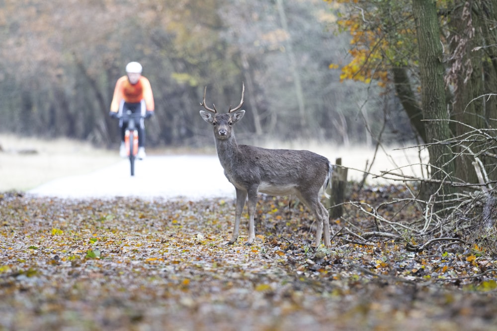 man riding bike near gray deer at daytime