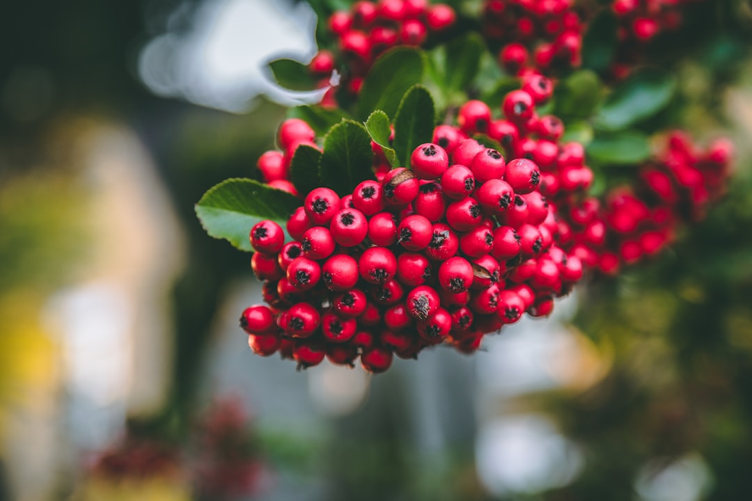 bunch of red berries