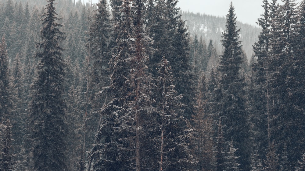 aerial photo of trees