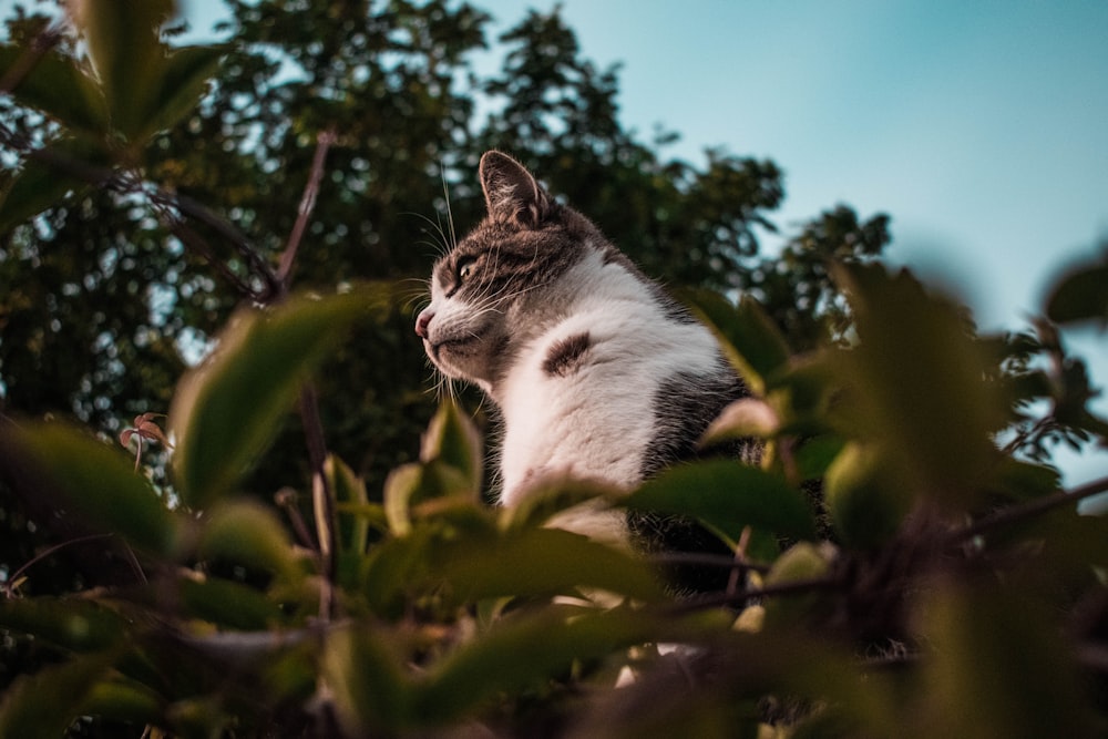 Foto einer Katze im Gras mit flachem Fokus