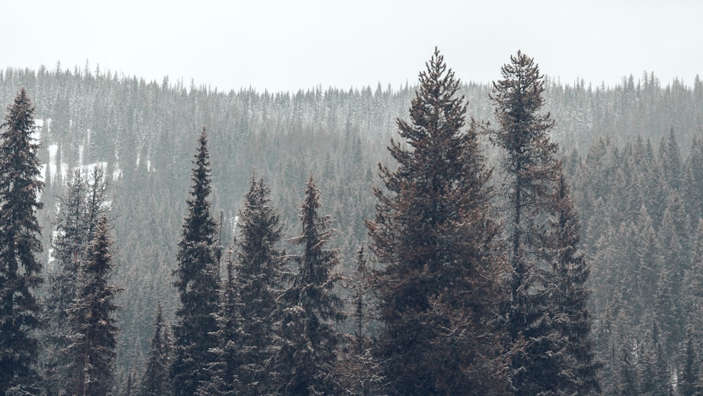 pine trees on snowy weather at daytime