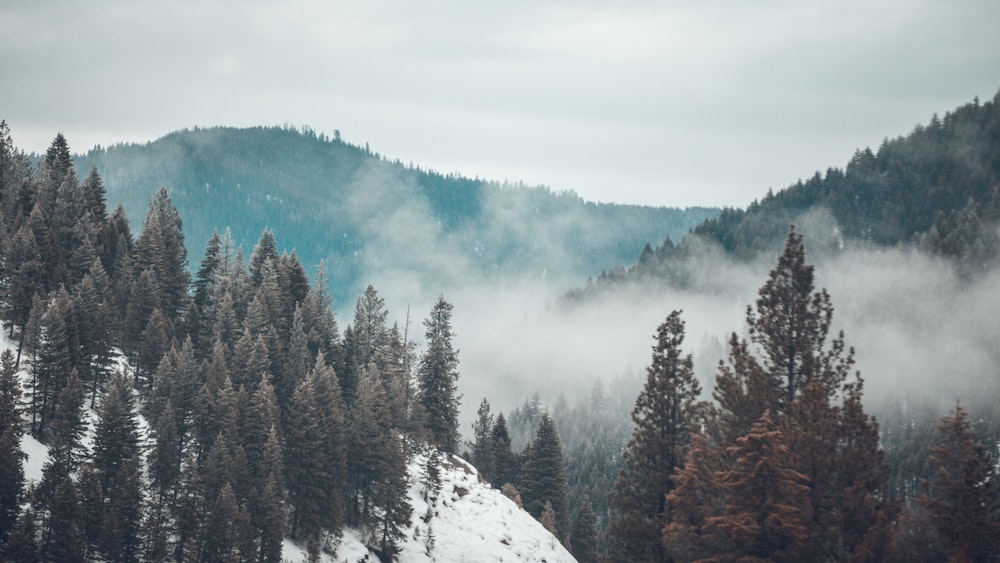 forest mountain with fog