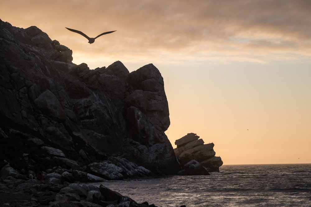 silhouette of flying bird during sunset