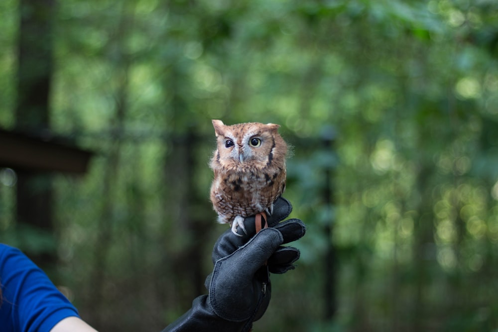 brown baby owl perched on leather goblet