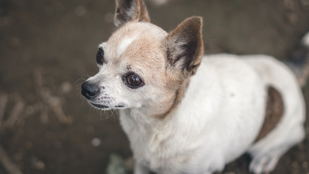 selective focus photography of dog