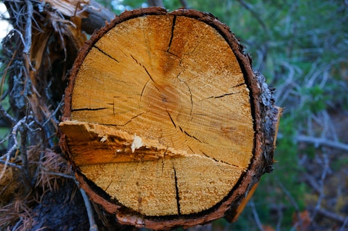 A close-up view of a cut tree trunk displaying prominent growth rings and a rich brown color. The textured surface shows cracks spreading outward, with a jagged edge where the wood has split. Surrounding the trunk, various shades of greenery from the forest are in the background.