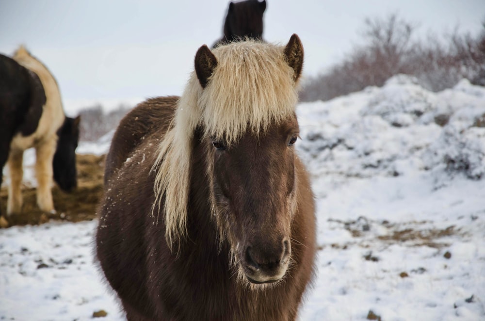 Cavalo preto no chão coberto de neve