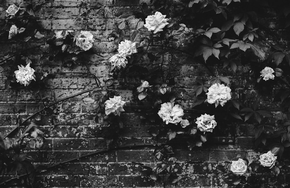 grayscale photography of rose flowers on wall