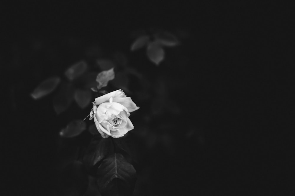 selective color white rose photo