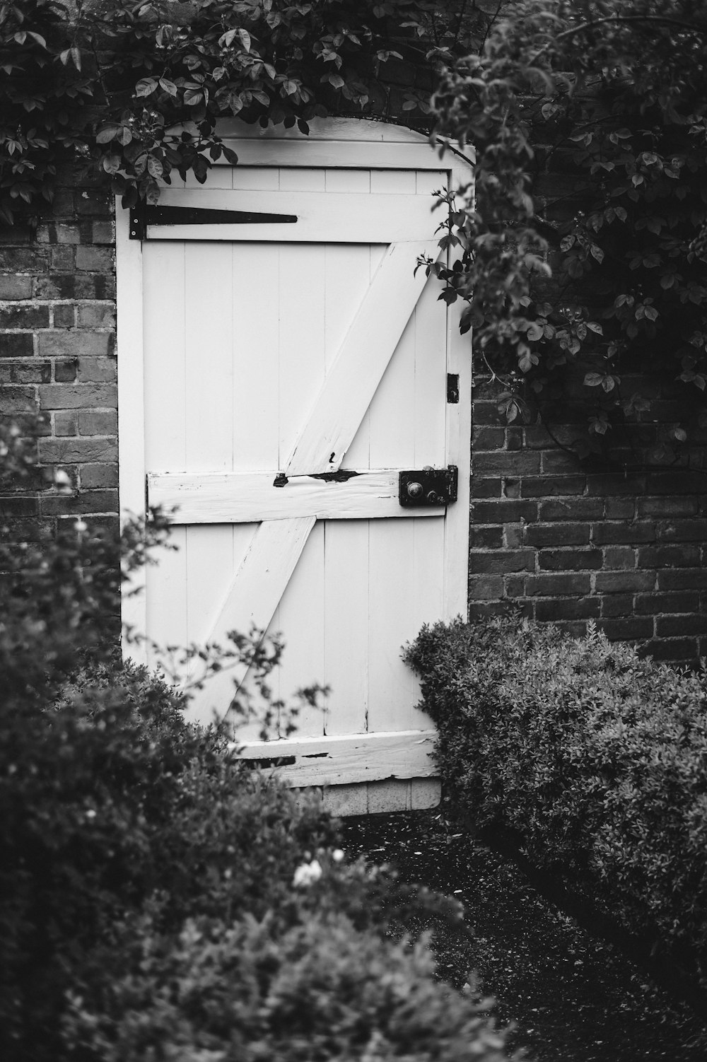 white wooden door covered by leafed plant