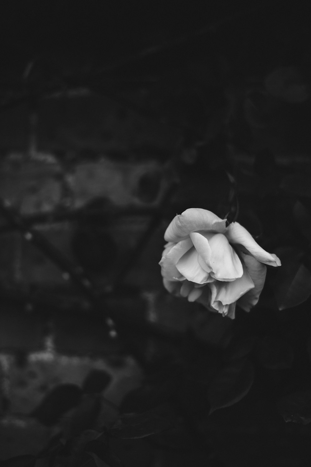 Fotografía de enfoque selectivo de flor de pétalos blancos
