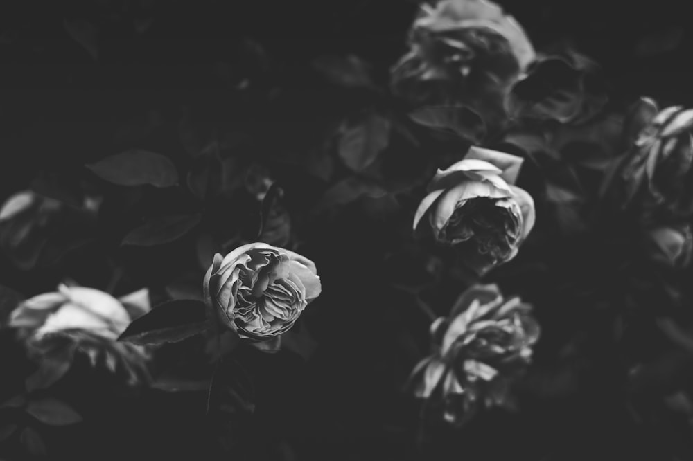 grayscale photo of roses
