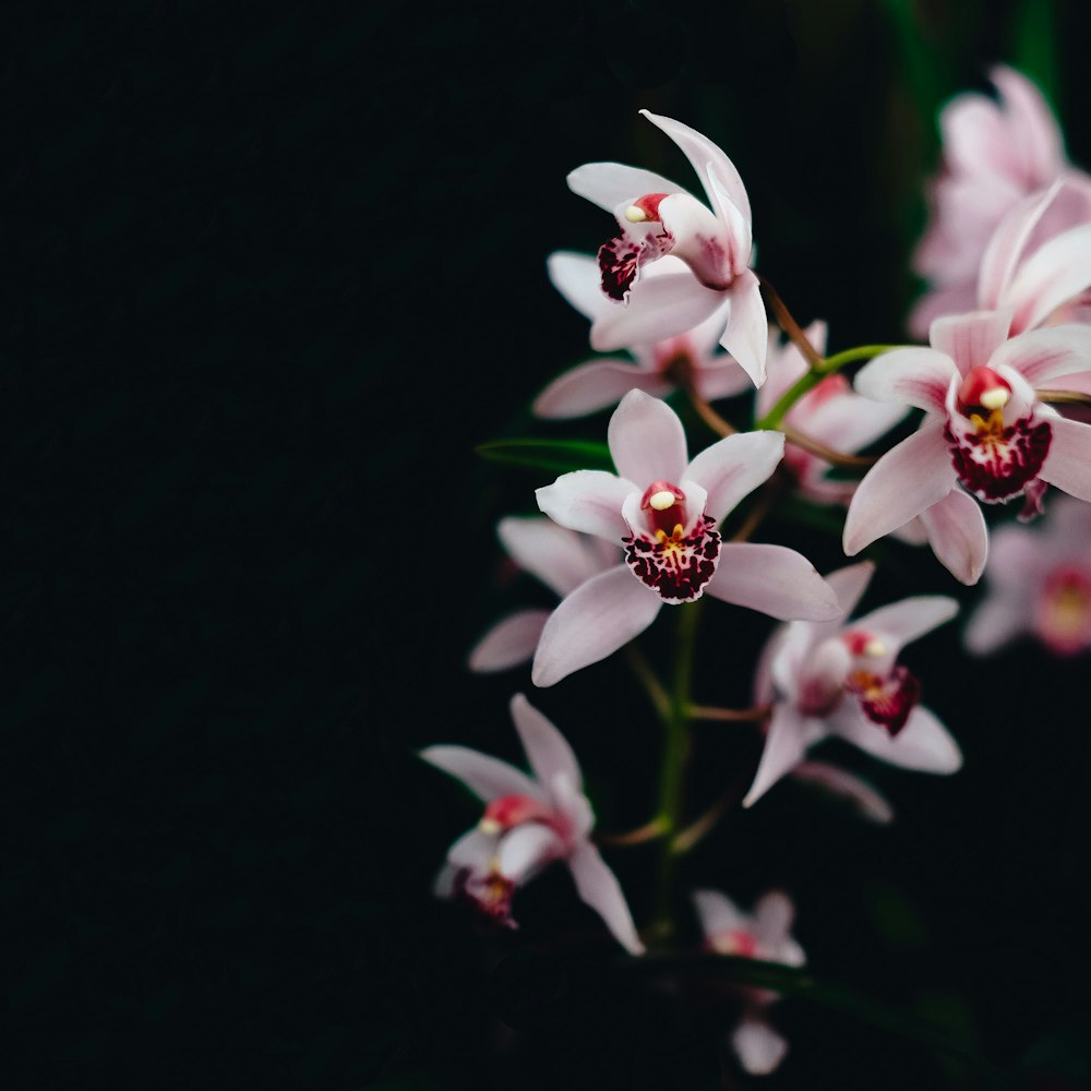 pink flowers in