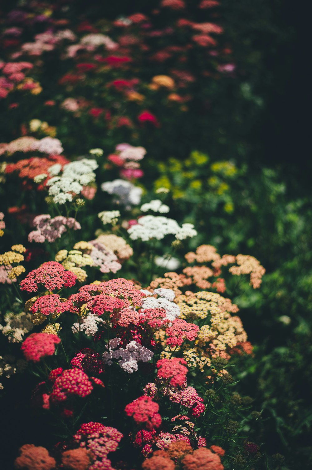 selective focus photography plantana flowers