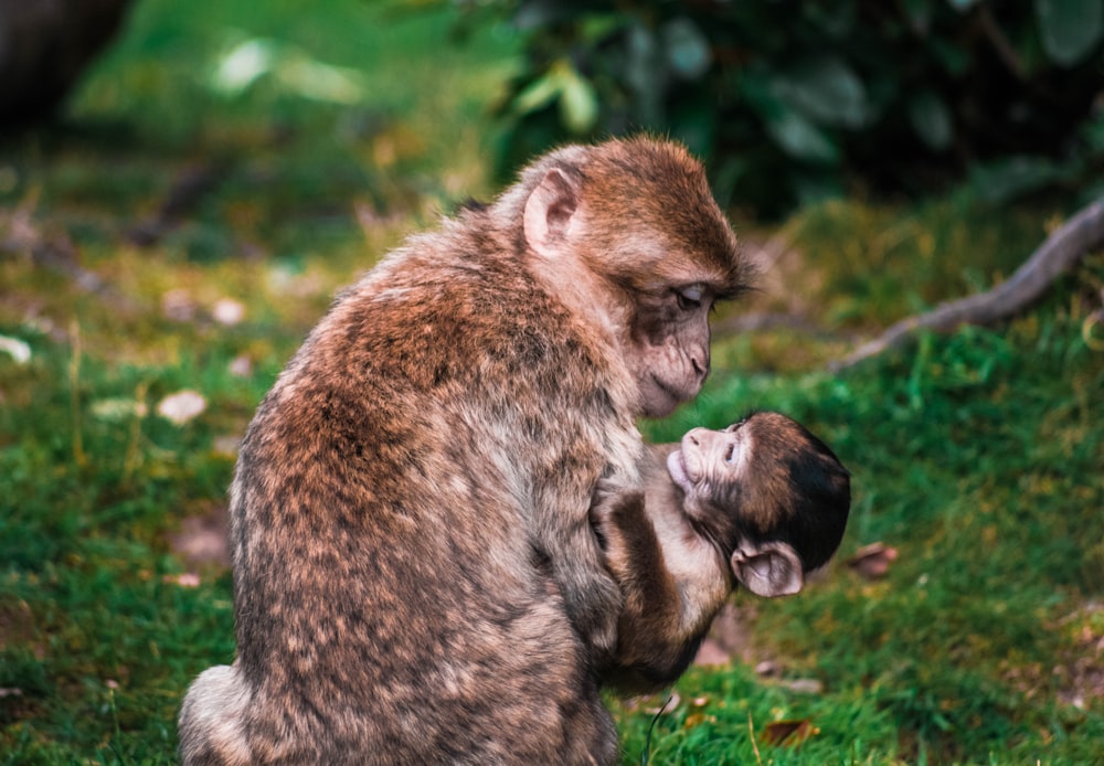 Macaco marrom e filhote