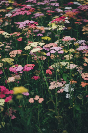 multicolored flowers during daytime