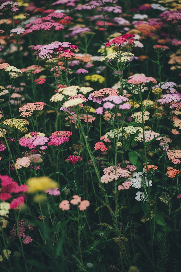 Wilting Wildflower