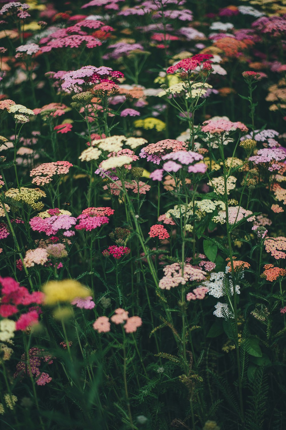 fleurs multicolores pendant la journée