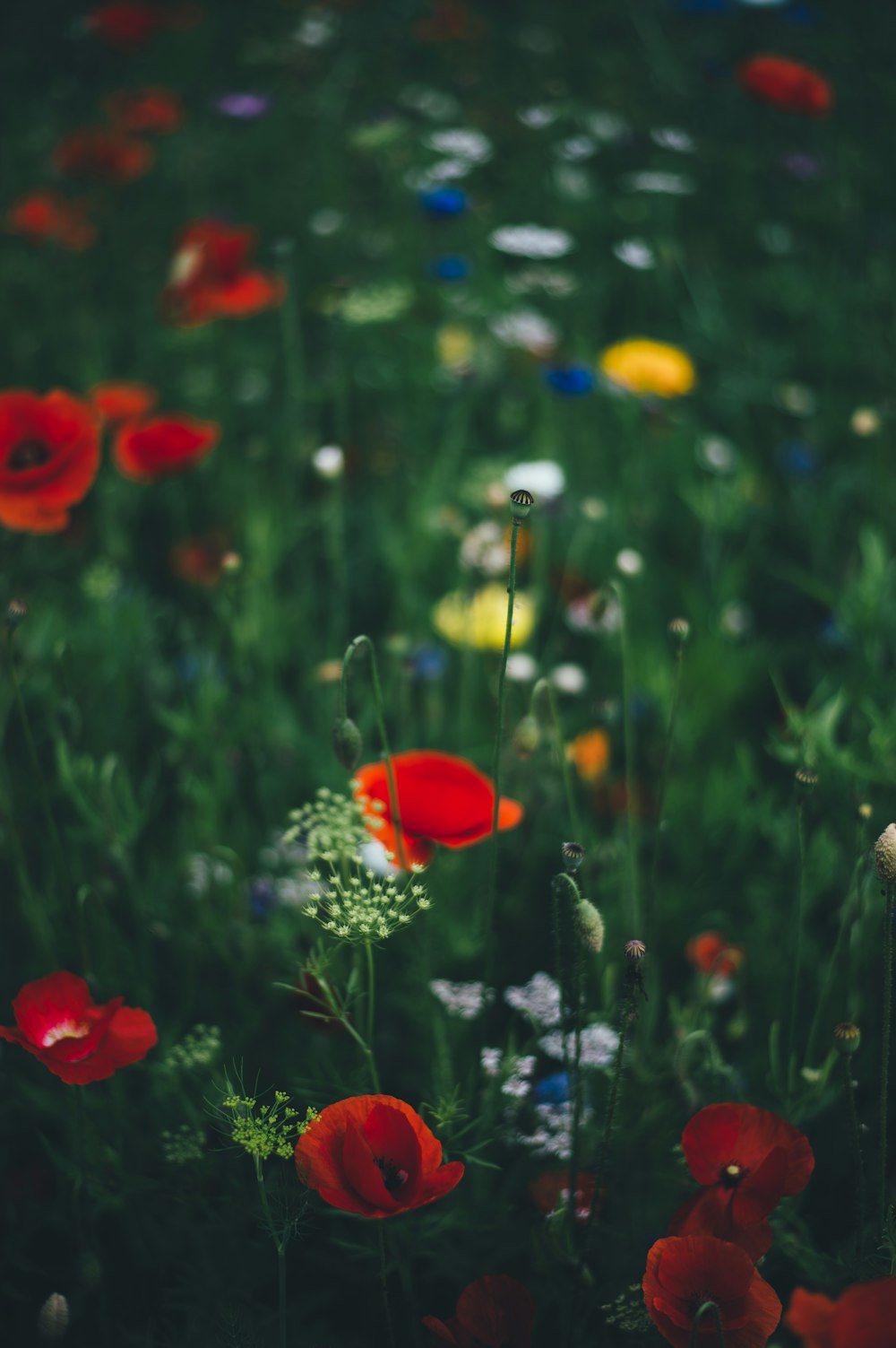 selective focus photography of flower garden