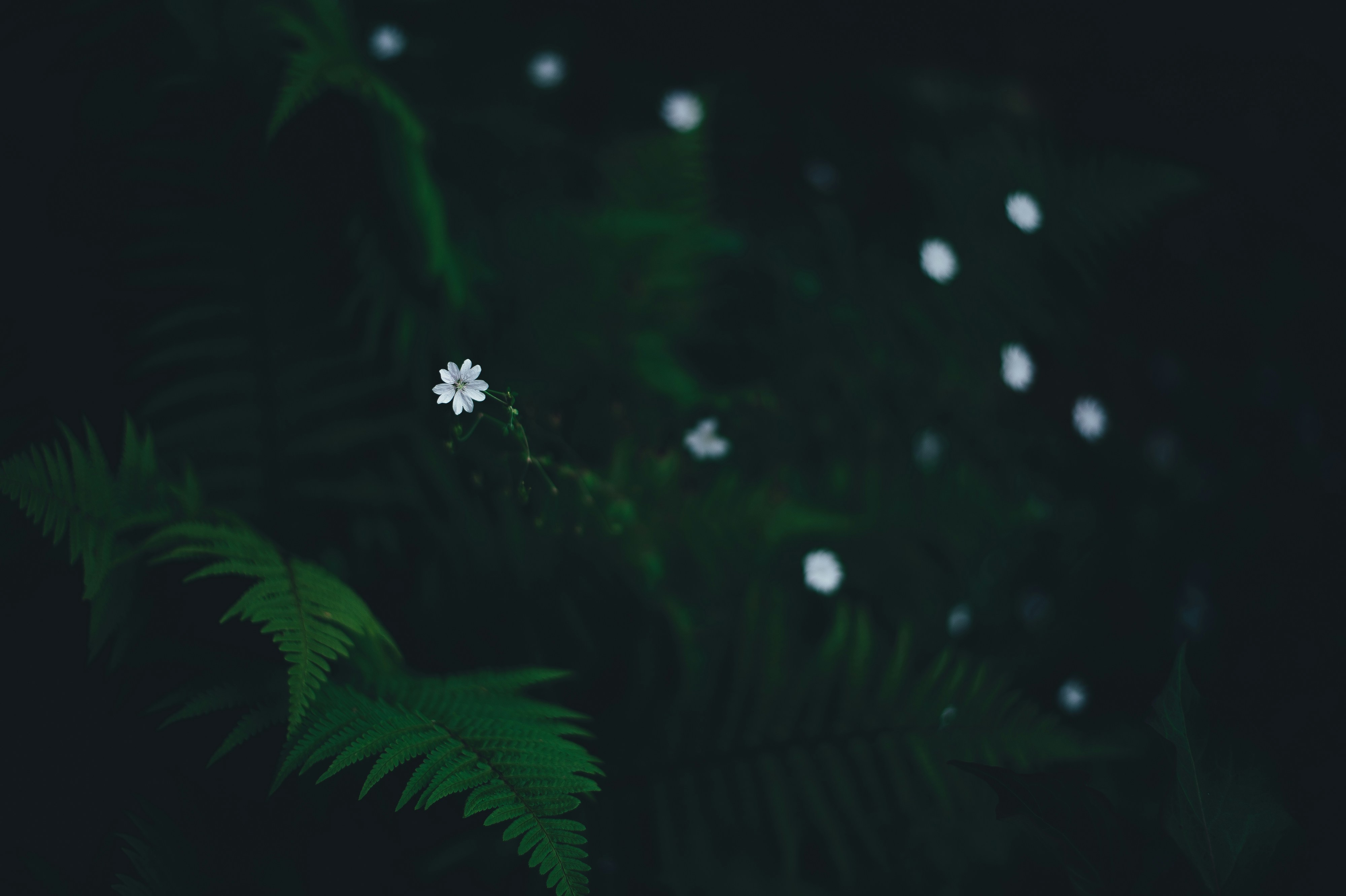 シダ植物の近くの花びらの花の写真 Unsplashで見つけるグレーの無料写真