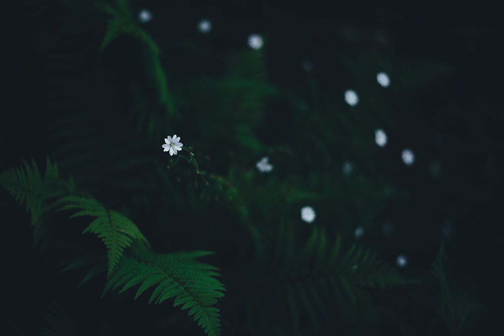 petaled flowers near fern plant