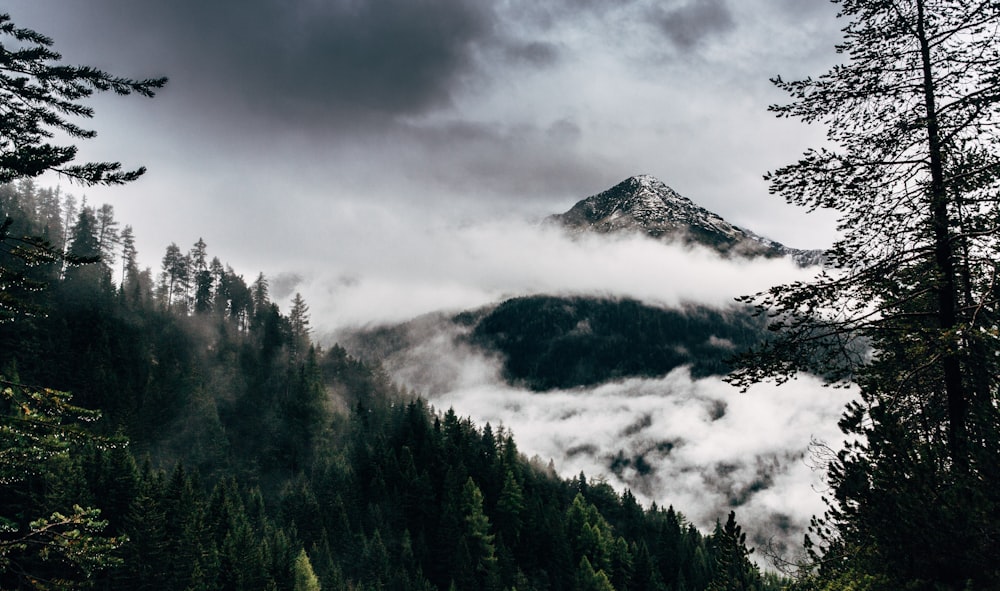 雲に覆われた山の近くの木々のシルエット写真