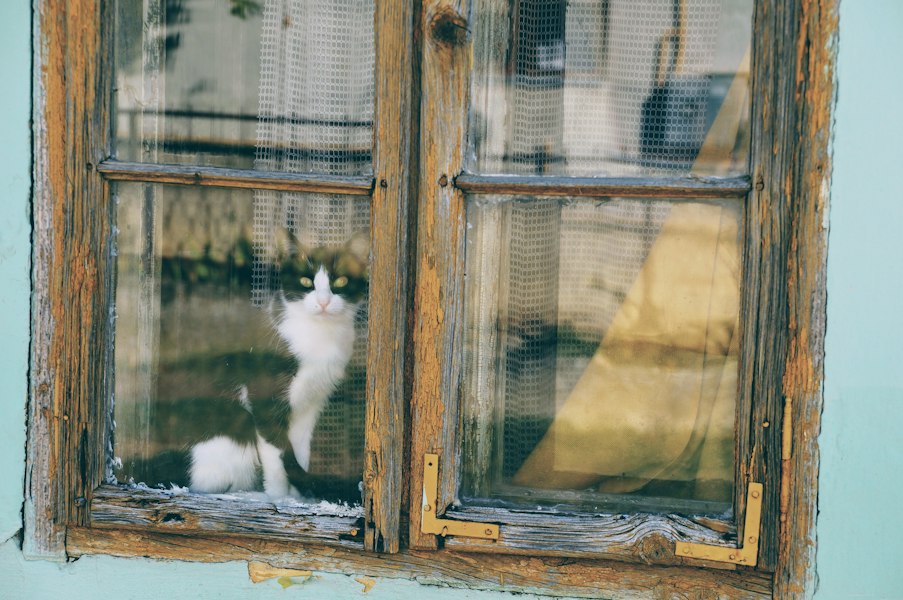 HDB Cat Licence Singapore 2026: What You Need to Know and Prepare