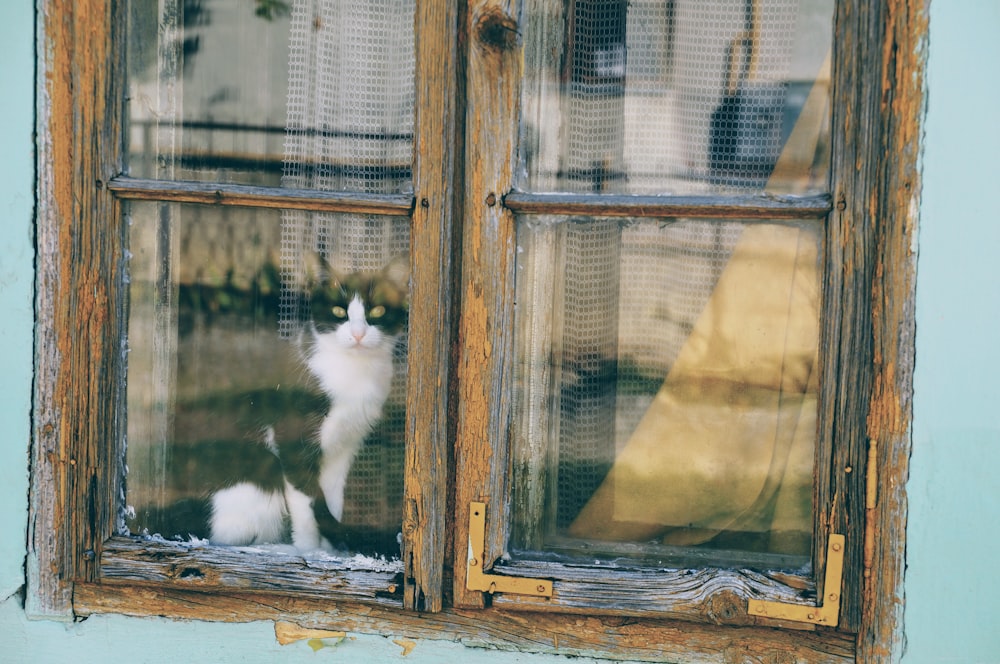 cat looking through window during daytime