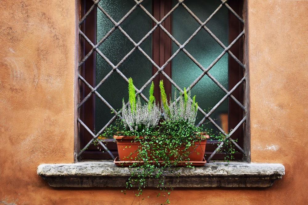 Grüne Blattpflanzen im braunen Topf am Fenster