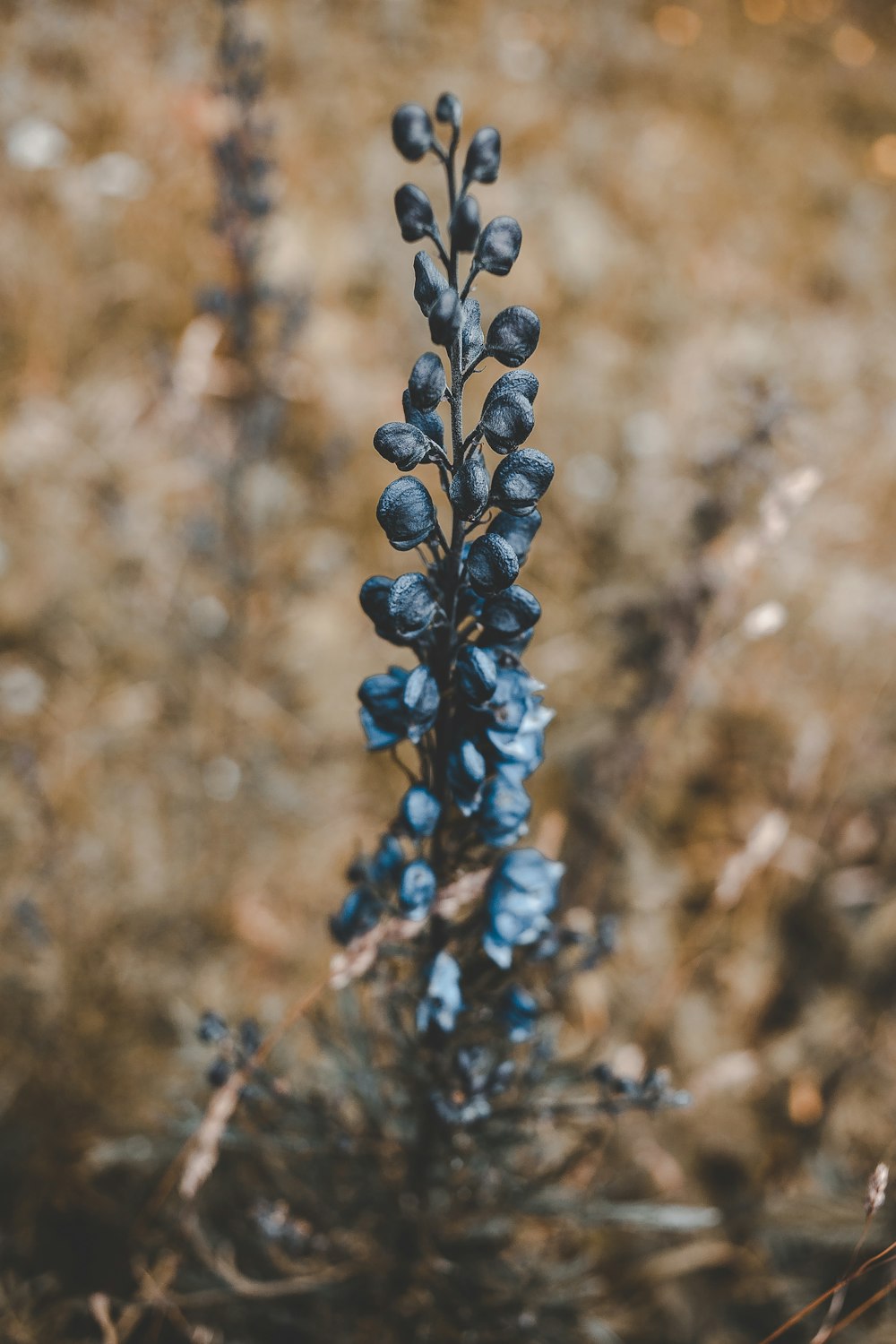 black flowers plant