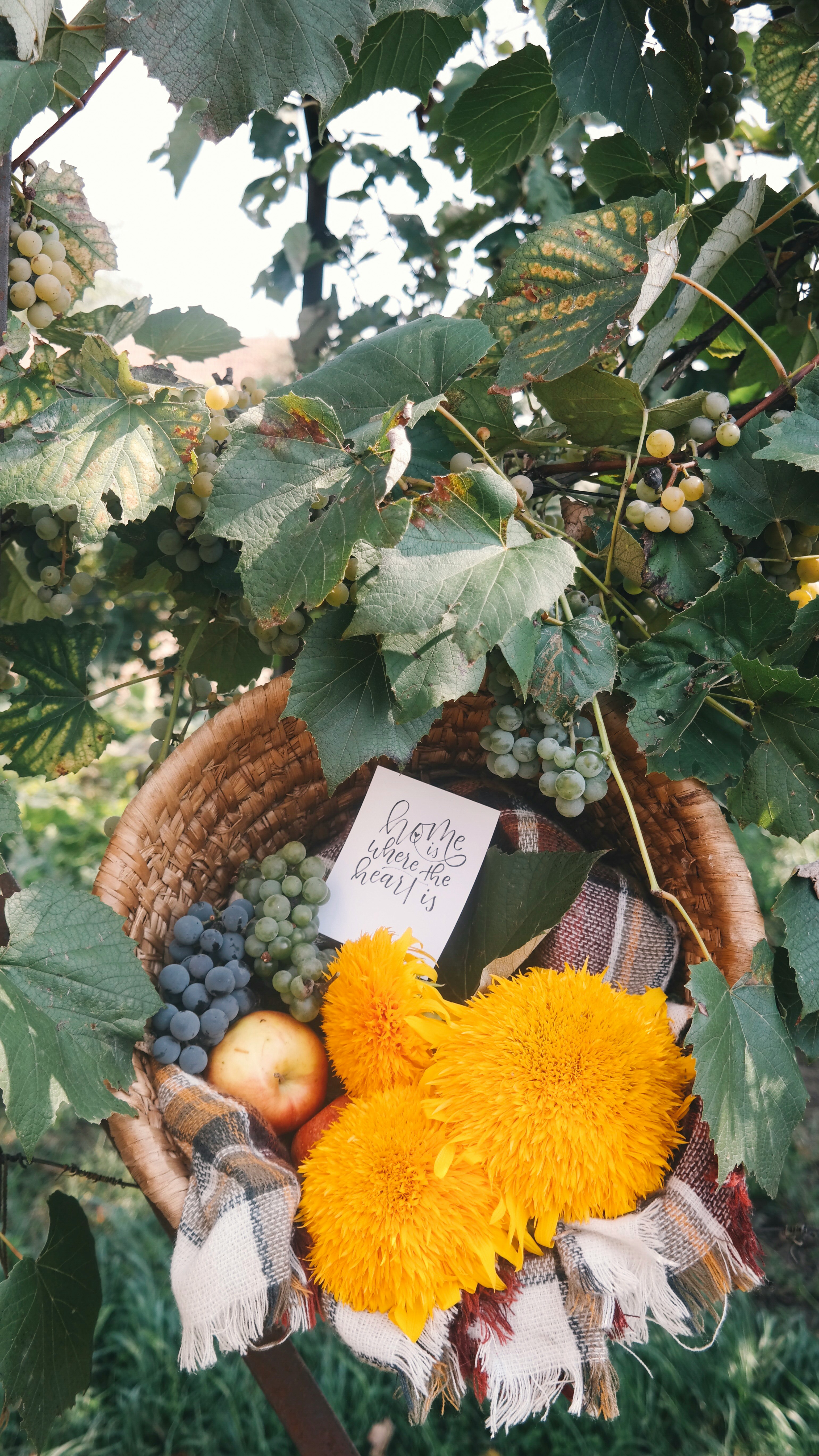 assorted fruits in brown basket