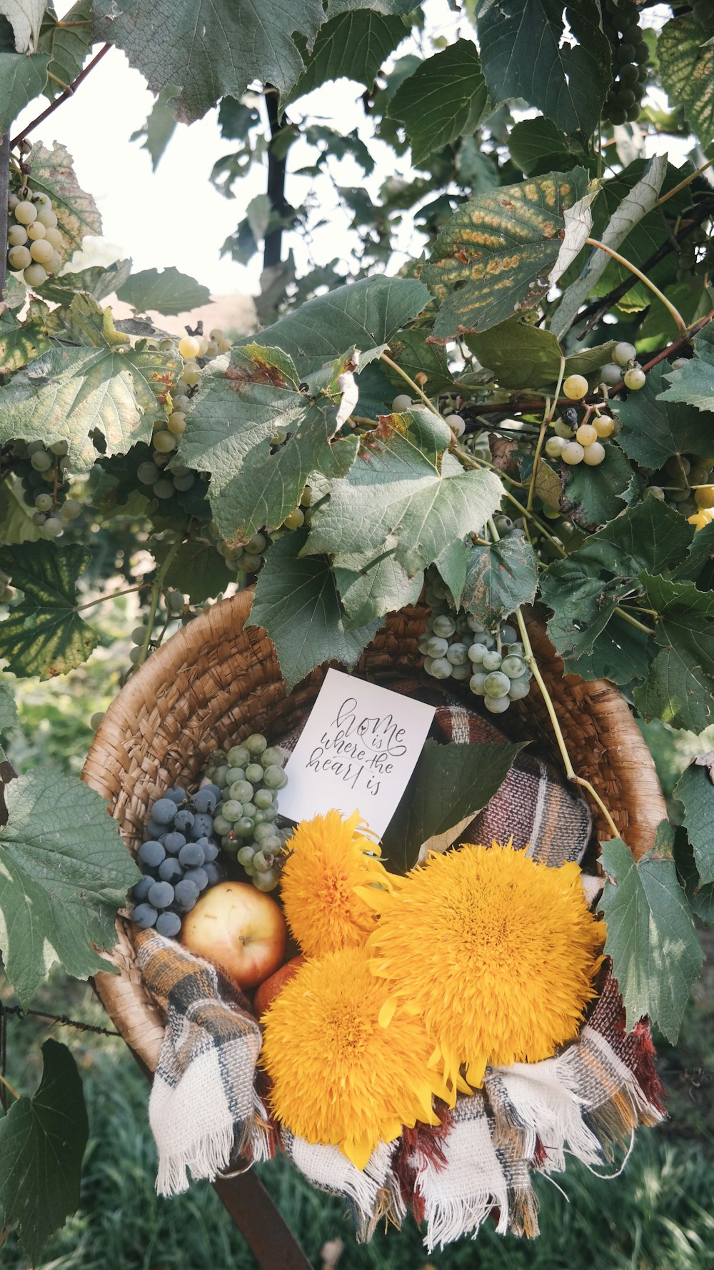 assorted fruits in brown basket