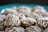 A pile of freshly baked cookies drizzled with white icing, placed on a teal plate. The cookies appear to be oatmeal-based with a textured surface, and the icing is artistically applied in an irregular pattern.