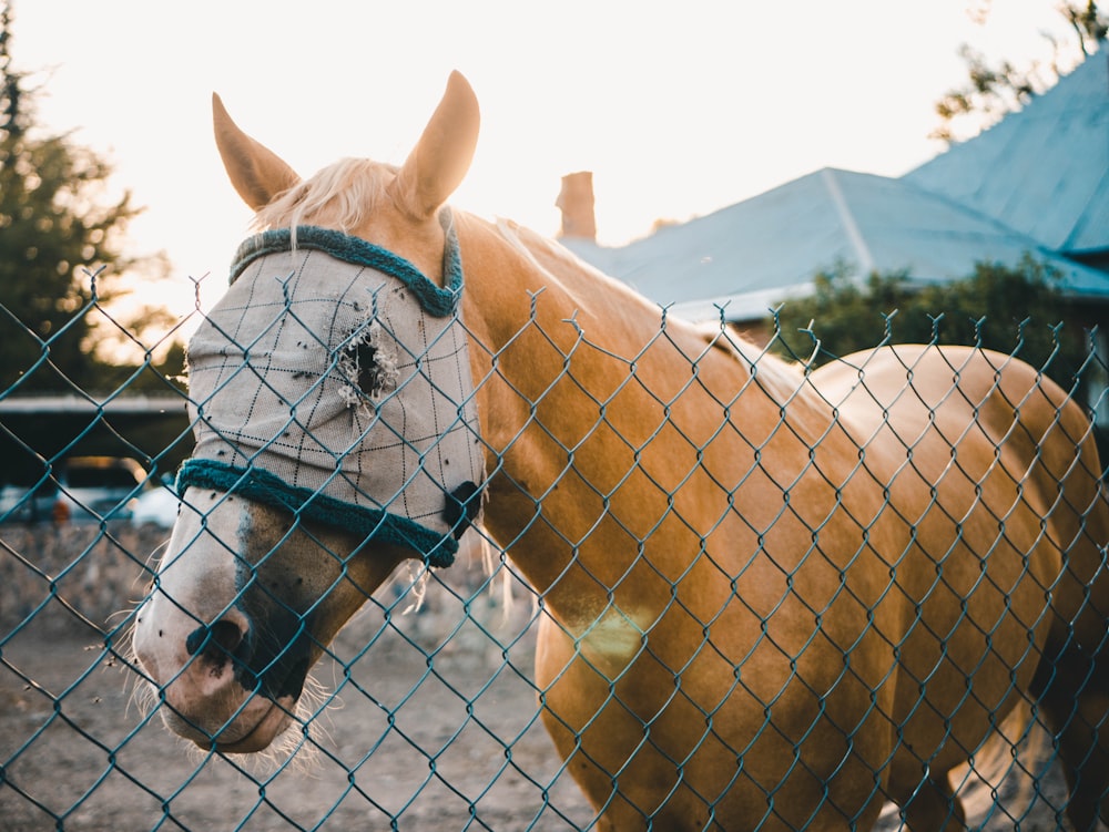 brown horse beside the chain link fence