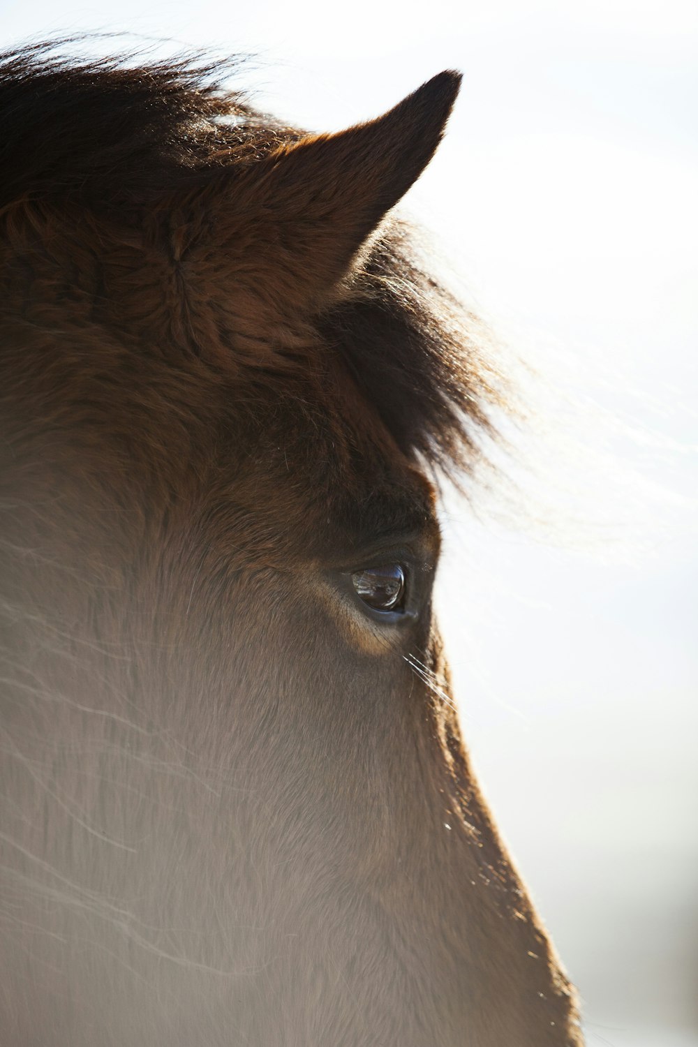 Fotografia a fuoco selettiva del viso del cavallo
