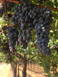Clusters of purple grapes hang on the vine in a vineyard. The vines are organized in rows, and the grapes are ripe and ready for harvest. The leaves are a vibrant green, complementing the deep color of the grapes. Sunlight filters through the foliage, illuminating the scene.
