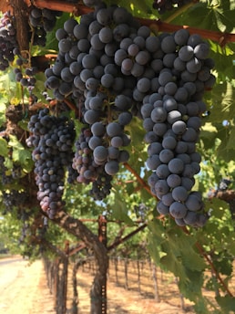 Clusters of purple grapes hang on the vine in a vineyard. The vines are organized in rows, and the grapes are ripe and ready for harvest. The leaves are a vibrant green, complementing the deep color of the grapes. Sunlight filters through the foliage, illuminating the scene.