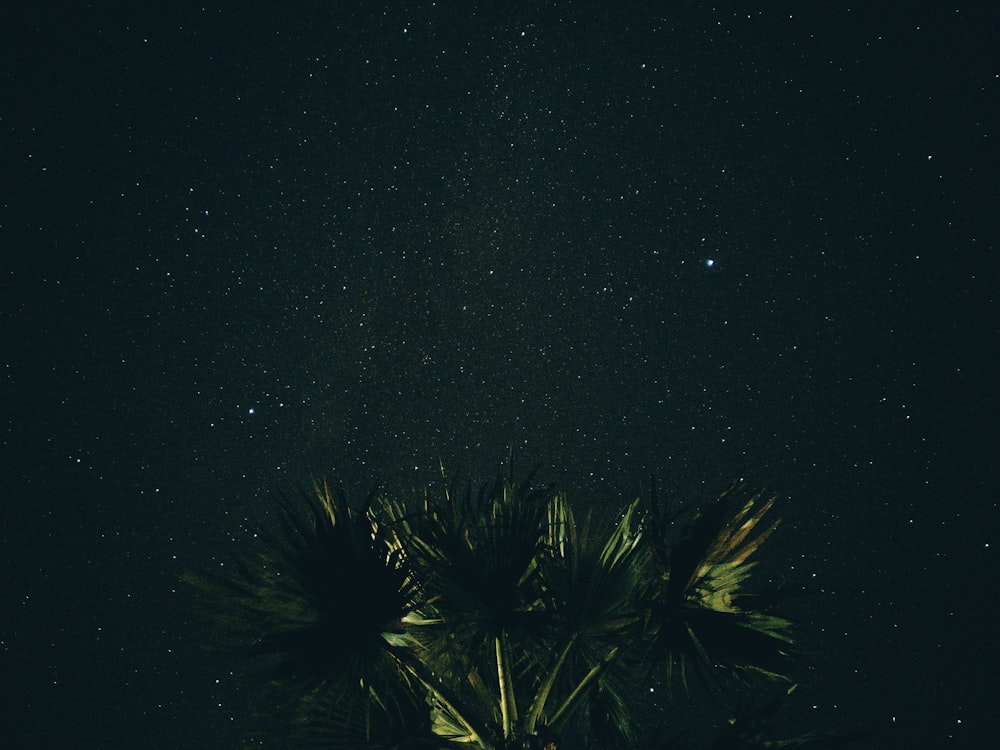 green leaf plant under clear sky at night